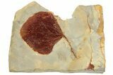 Fossil Leaf (Zizyphoides) - Montana #190325-1